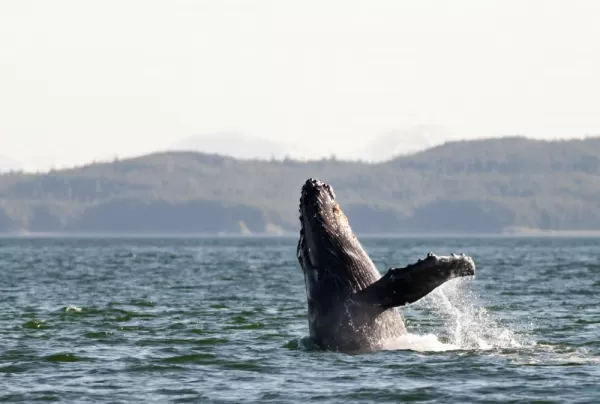 Whale watching in Alaska