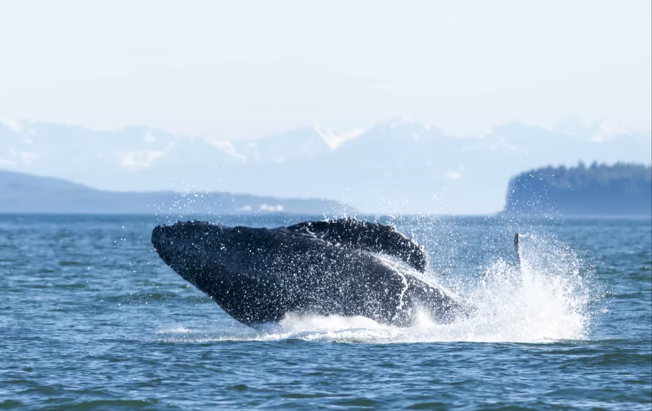 Whale watching in Juneau, Alaska