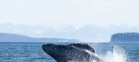 Whale watching in Juneau, Alaska