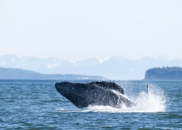 Whale watching in Juneau, Alaska
