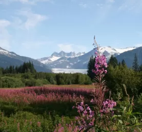 Mendenhall Glacier with field of Fireweed in Juneau, Alaska