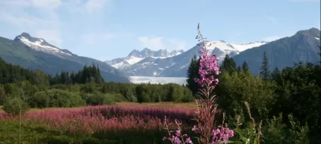 Mendenhall Glacier with field of Fireweed in Juneau, Alaska