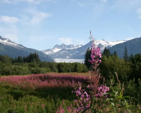 Mendenhall Glacier with field of Fireweed in Juneau, Alaska