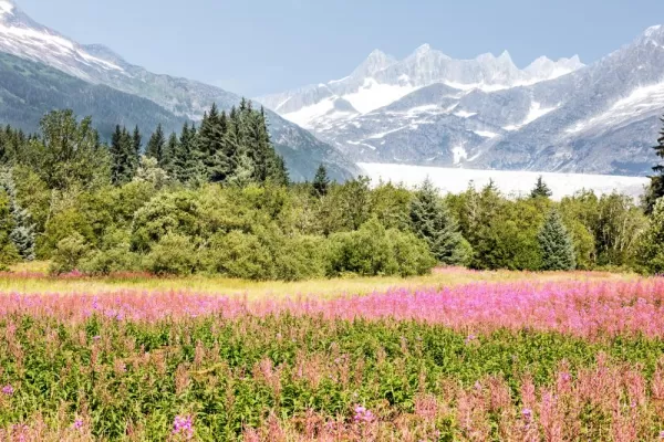 Mendenhall Glacier and field of Fireweed in Juneau, Alaska
