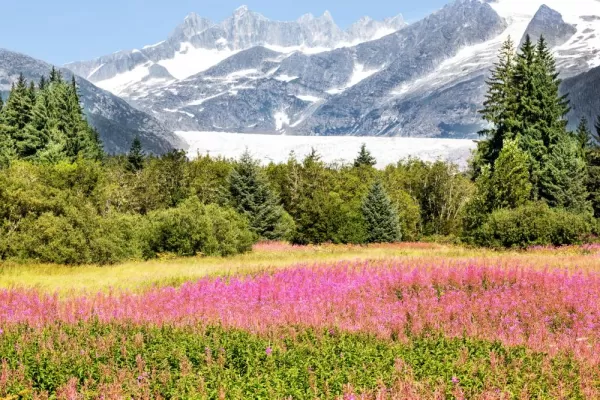 Mendenhall Glacier and field of Fireweed in Juneau, Alaska
