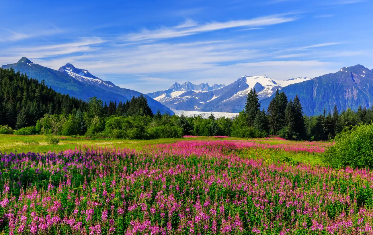 Mendenhall Glacier and Fireweed in bloom