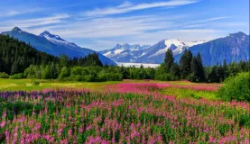 Mendenhall Glacier and Fireweed in bloom