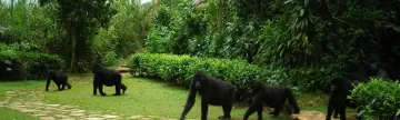Lucky guests will see the gorillas stroll into camp!