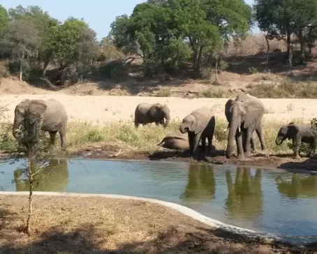 Elephants congregate at the watering hole outside Simbavati River Lodge