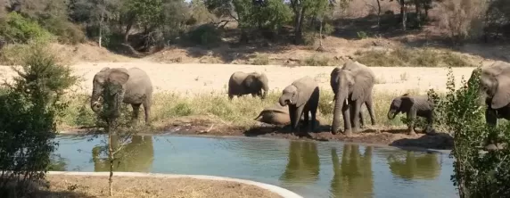 Elephants congregate at the watering hole outside Simbavati River Lodge