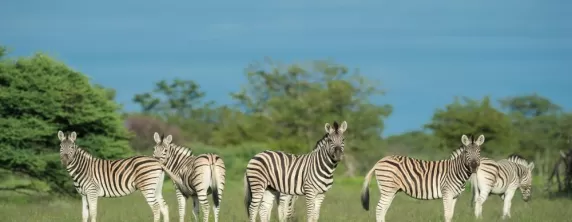 Zebras are just some of the wildlife that can be seen in Etosha