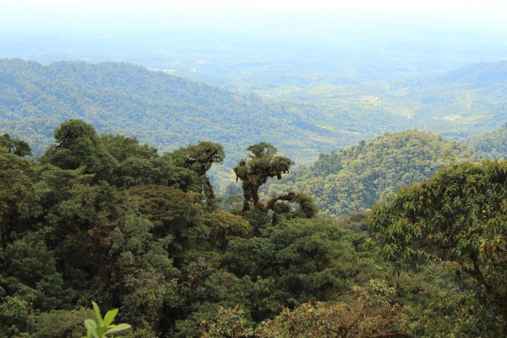 Bellavista Cloud Forest Reserve - Explore the Ecuadorian cloudforest on ...