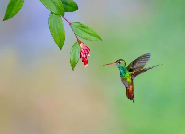 Rufous tailed hummingbird in the cloudforest in Ecuador