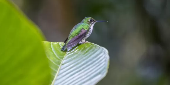 Andean Emerald Hummingbird in the cloudforest in Ecuador