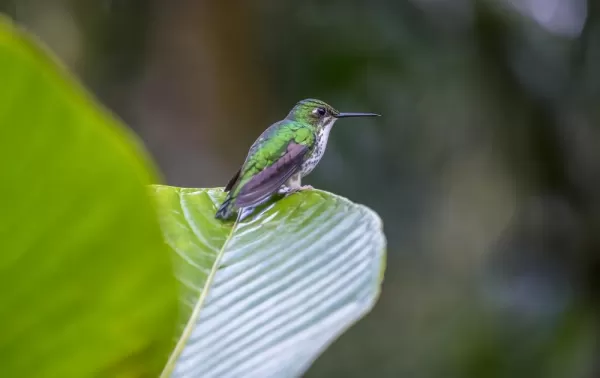 Andean Emerald Hummingbird in the cloudforest in Ecuador