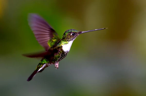 Cloudforest in Ecuador