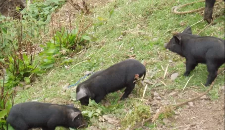 Piglets along the way