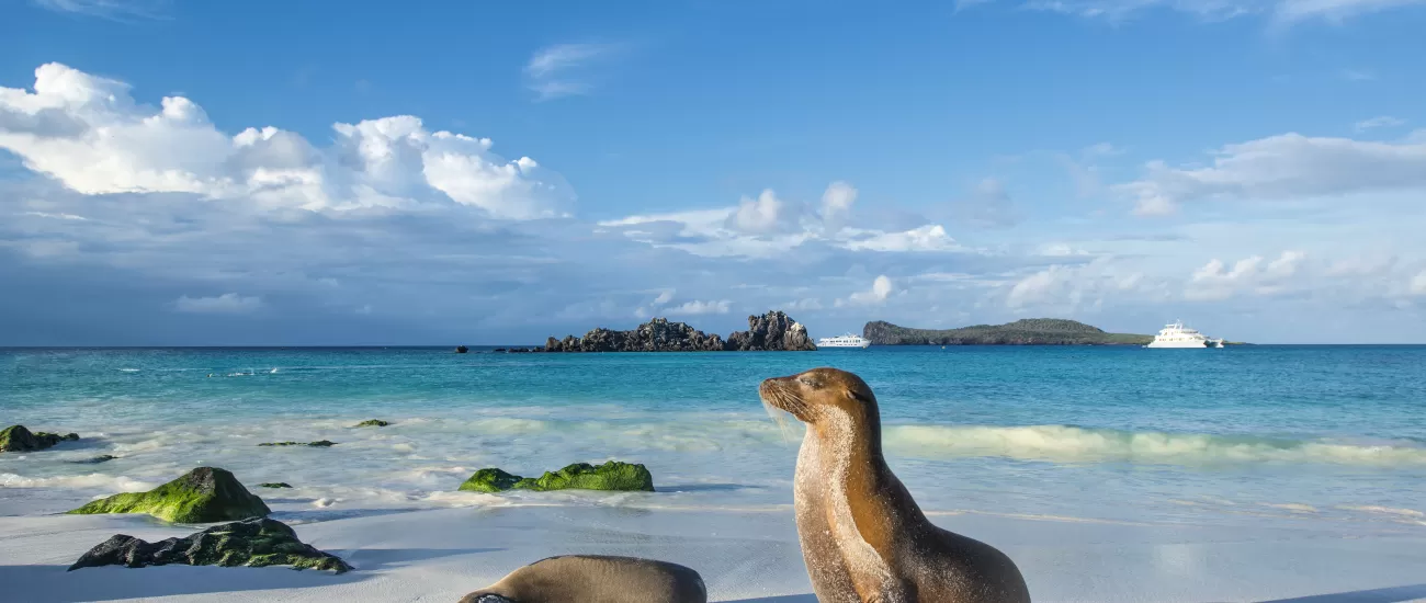 Sea lion on the beach of Espanola Island