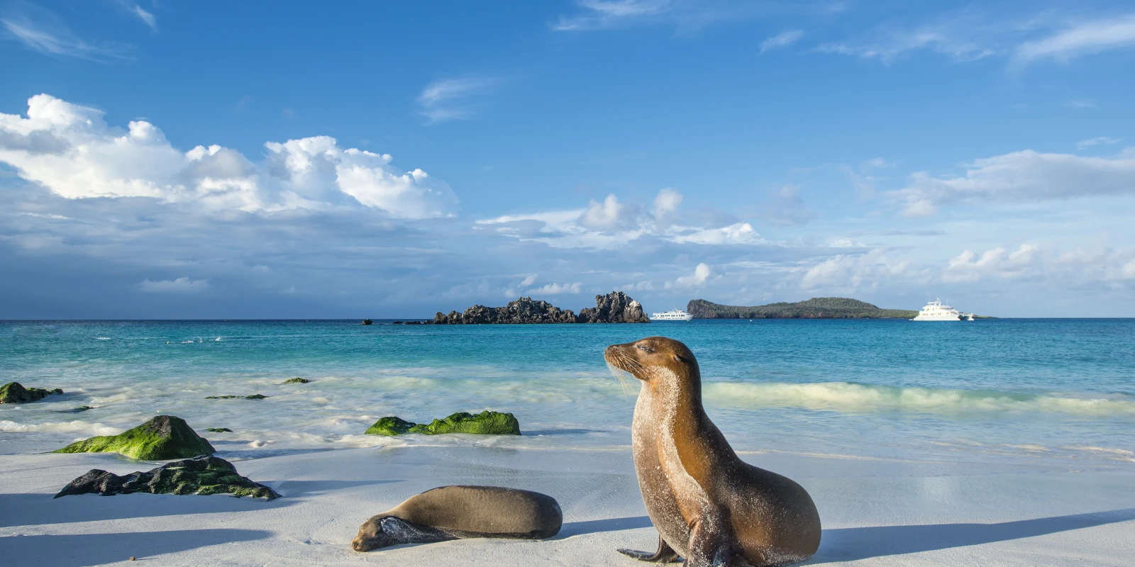 Sea lion on the beach of Espanola Island