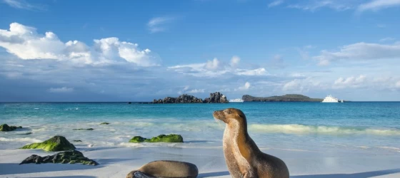 Sea lion on the beach of Espanola Island