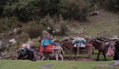 Pack mules along the trail