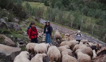 A herd of sheep on the trail