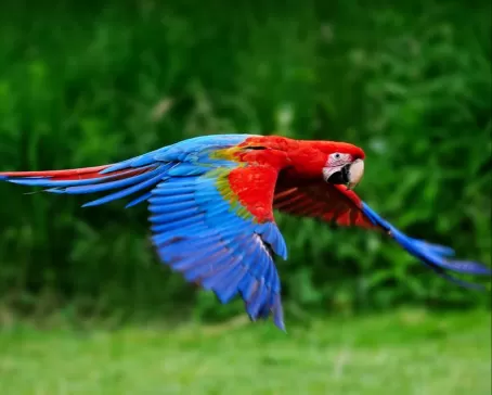 Red scarlet macaw in flight