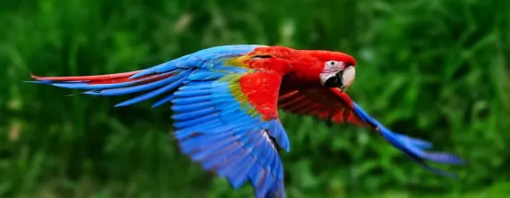 Red scarlet macaw in flight