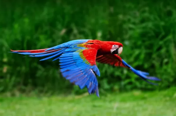 Red scarlet macaw in flight