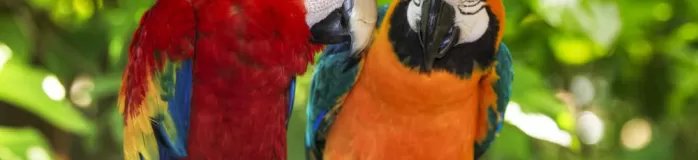 Perched macaws