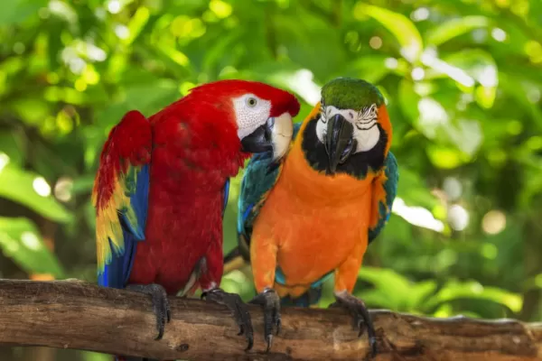 Perched macaws