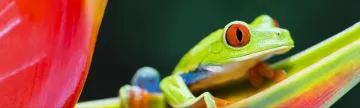 Red-eyed tree frog on flower