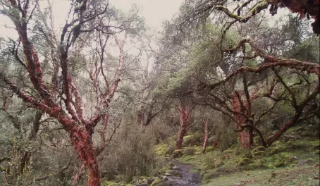 Trees along the trail edge