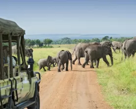 Wildlife on an Africa safari