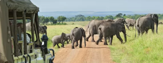 Wildlife on an Africa safari