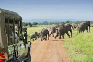 Wildlife on an Africa safari