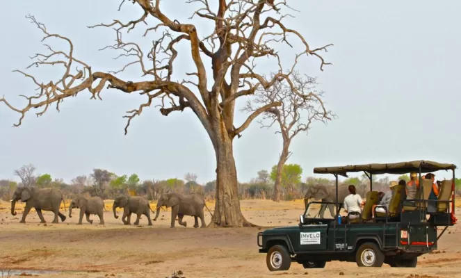 Incredible Safari opportunities