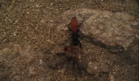 Bug fight