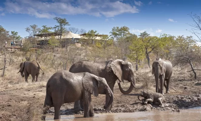 Elephants roam in sight of Elephant Camp
