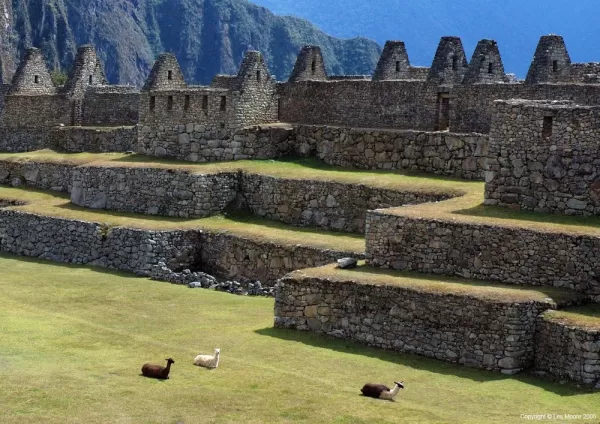Machu Picchu - llamas in the central plaza