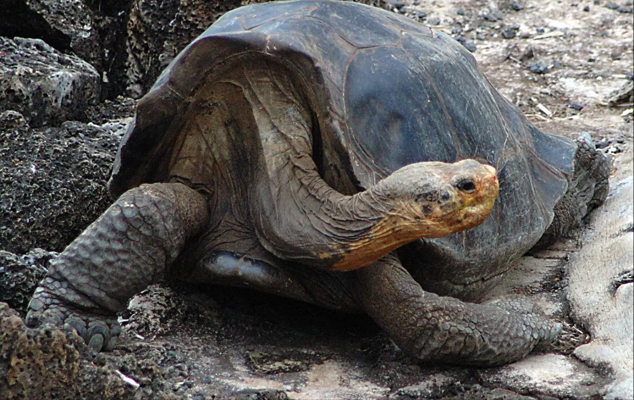 Giant Tortise at Charles Darwin Research Centre, Santa Cruz