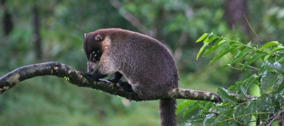 Coati