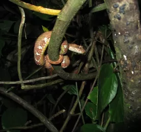 Eyelash palm pit viper