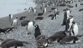 Magellanic penguins on Martillo Island