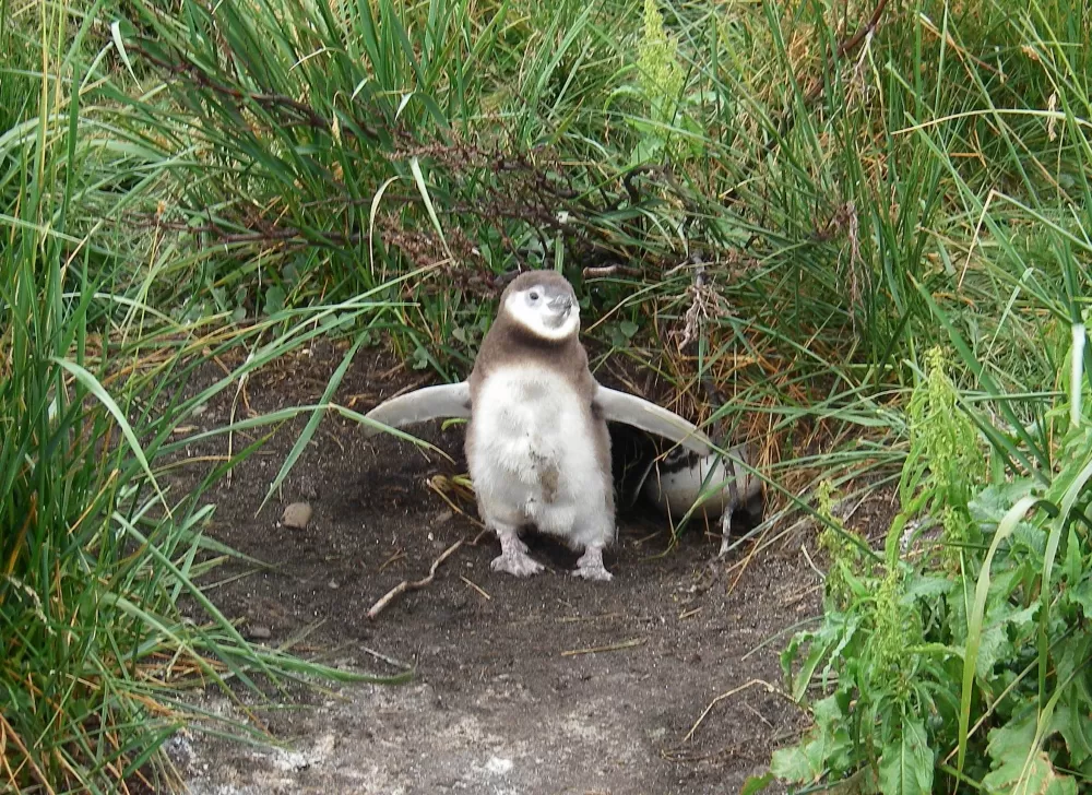 Baby penguin