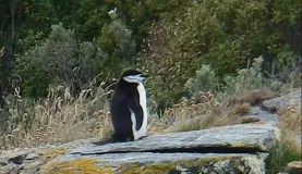A rare find, a chinstrap penguin in the Beagle Channel
