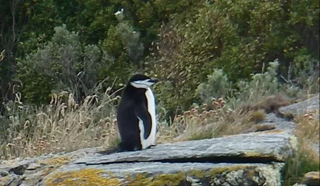 A rare find, a chinstrap penguin in the Beagle Channel