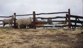 The sheep ranch, El Galpon del Glaciar