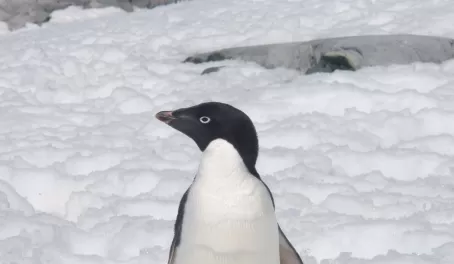 an adelie penguin
