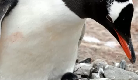 A  gentoo penguin and newly hatched chick